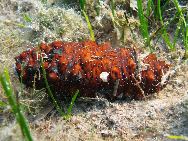 Confronti: Holothuria forskali, Holothuria poli, H. tubulosa